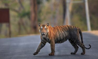 Nainital Corbett Tour Packages